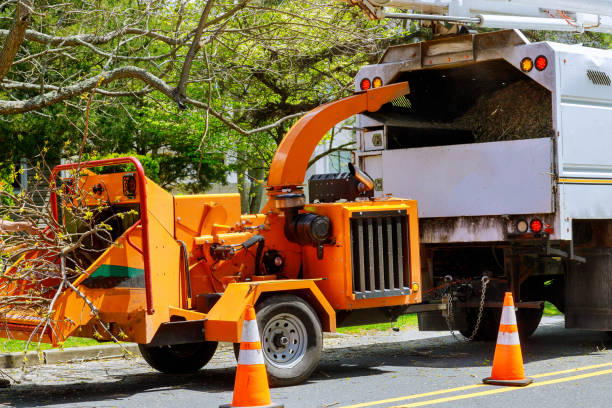 How Our Tree Care Process Works  in Bement, IL